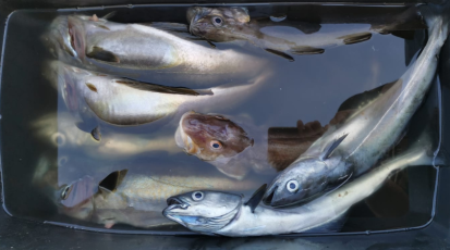 Fische nach dem Angeln in einem schwarzen Eimer
