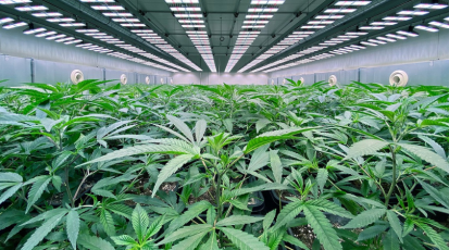 Cannabis-Plantage