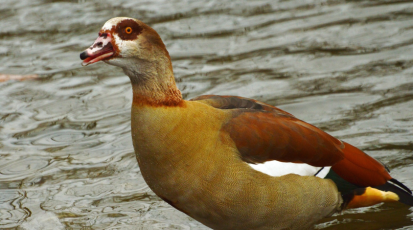 Nilgans steht am Ufer