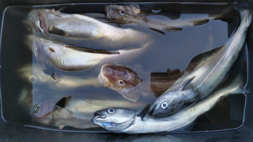 Fische nach dem Angeln in einem schwarzen Eimer