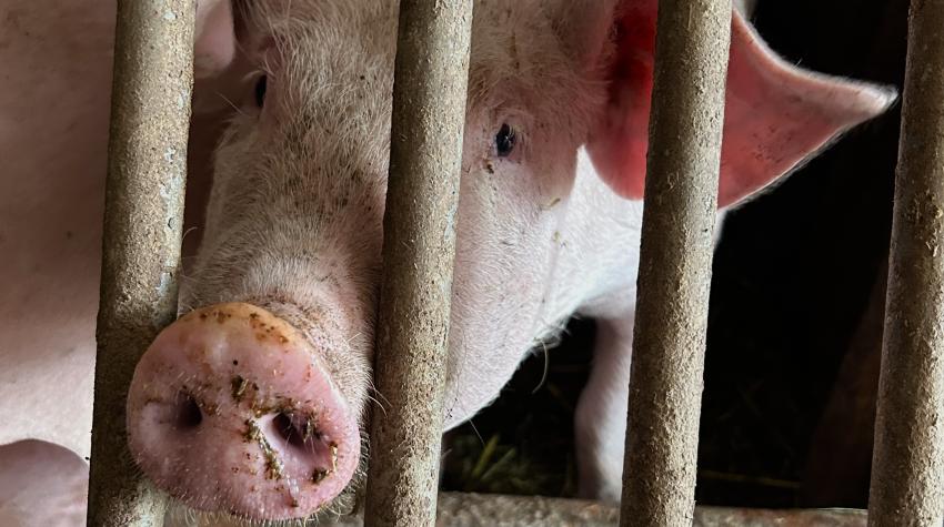 Schwein hinter Stallgitter