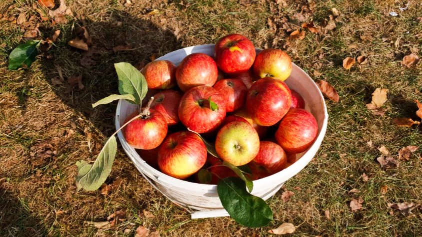 Ein Obstkorb mit vielen Äpfeln darin.