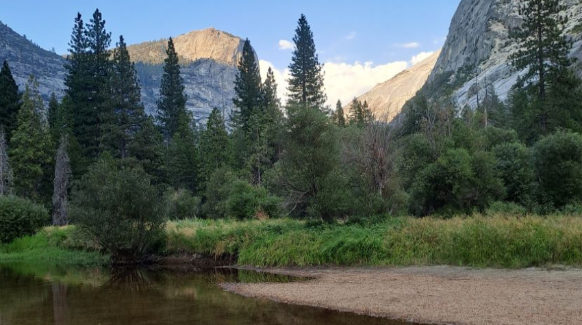 Immer mehr Frösche verschwinden aus den Seen im Yosemite.