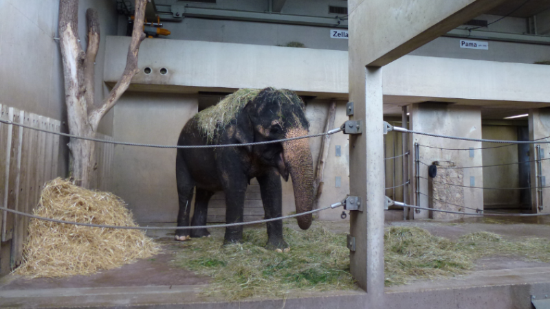 Ein Elefant steht in seinem Gehege. Auf seinem Rücken und auf dem Boden liegt Heu und Stroh.
