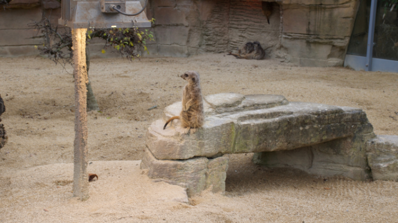 Ein Erdmännchen steht in seinem Gehege auf einem Stein. Rechts von ihm ist eine Wärmelampe zu sehen.