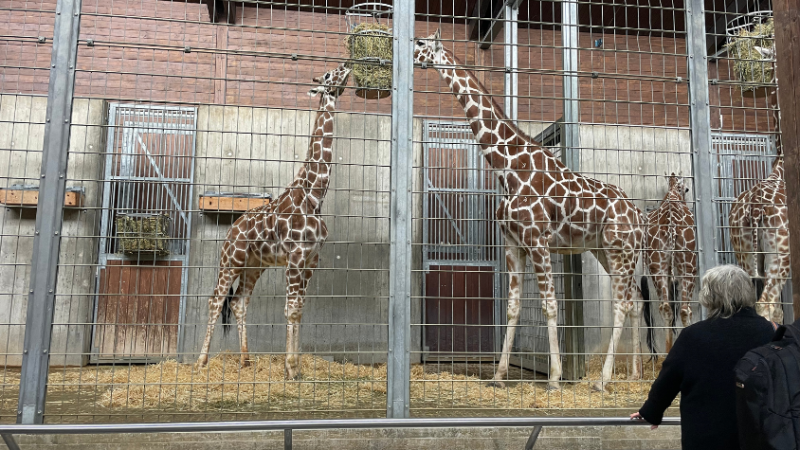 Zwei Giraffen stehen in ihrem Gehege. Vor dem Gehege steht eine Person, welche die Giraffen beobachtet.