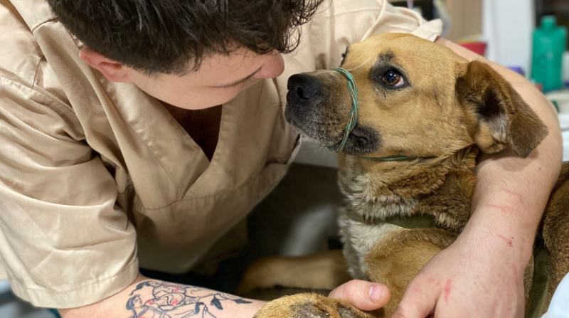 Hund, der verängstigt einen Helfer anschaut.