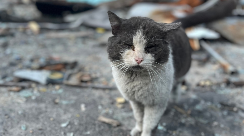 Katze mit geschlossenen Augen.